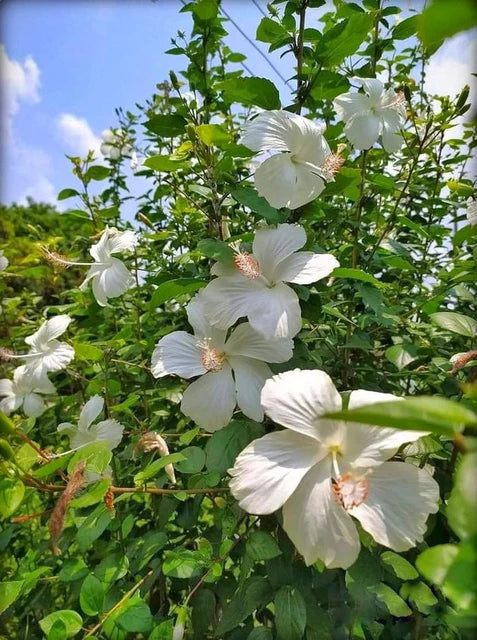 White Hibiscus Flower seeds for Planting Cut Flower Favorite Heirloom & GMO Free Seeds for Home Garden