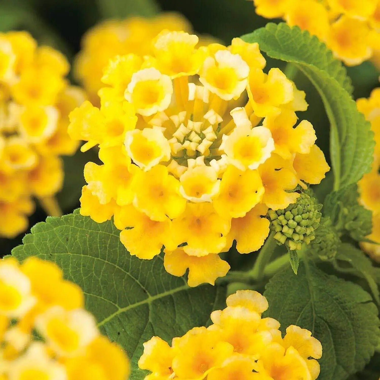 Deep Yellow Lantana Flower Seed for Planting Colorful Display Heirloom & GMO Free Seeds for Home Garden