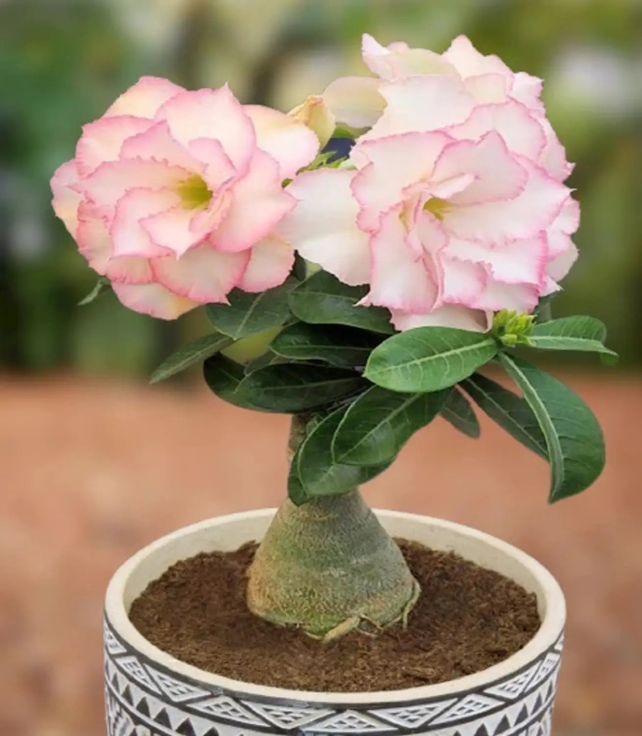 Pink White Adenium Flower seeds for Planting - Sun Loving, Heirloom & GMO Free Seeds for Home Garden