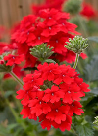 Verbana Flower seeds for Planting Perfect for Borders Heirloom & GMO Free Seeds for Home Garden 
 
 Sale