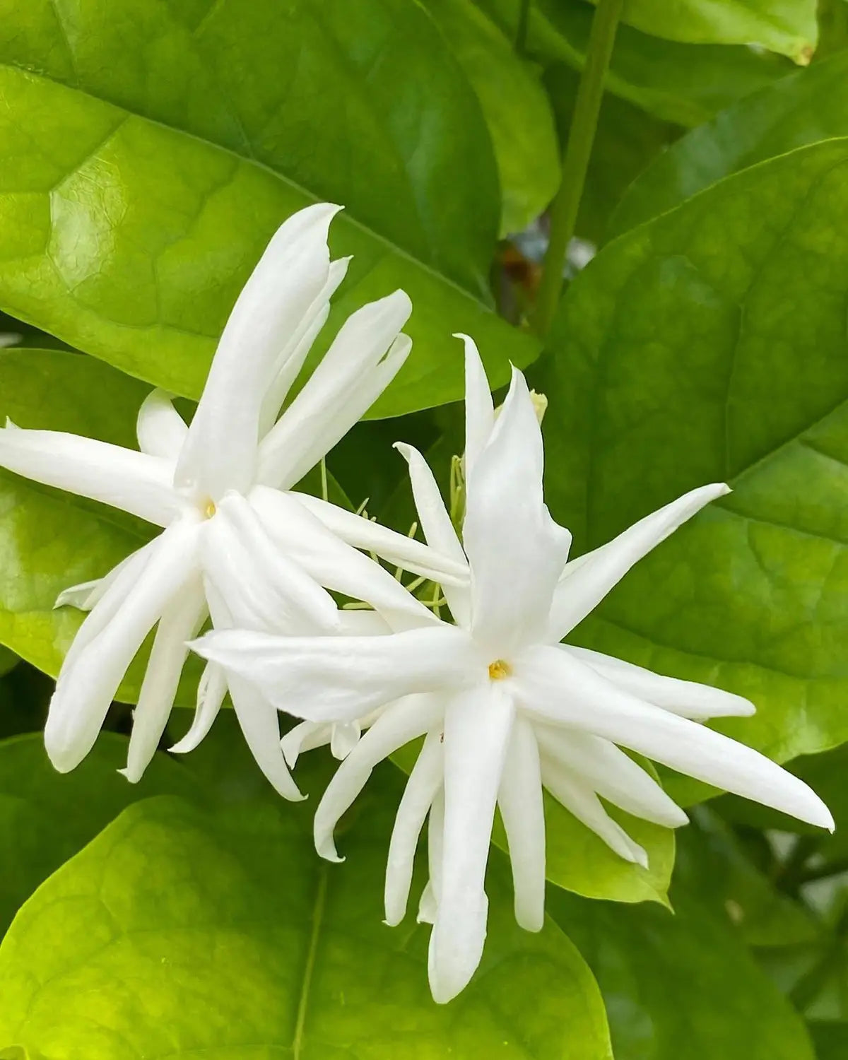 Jasmine Flower seeds for Planting - Colorful Display, Heirloom & GMO Free Seeds for Home Garden