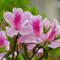 Azalea Flower seeds for Planting Shade Tolerant Heirloom & GMO Free Seeds for Home Garden