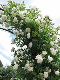 White Climbing Rose Seeds Flower seeds for Planting Easy to Grow Heirloom & GMO Free Seeds for Home Garden