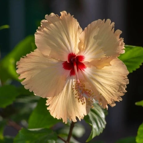 Cream Hibiscus Flower Seeds – Easy to Grow Heirloom & NonGMO Seeds for Home Garden
 
 Sale