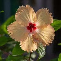Cream Hibiscus Flower Seeds – Easy to Grow Heirloom & NonGMO Seeds for Home Garden
 
 Sale