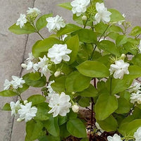 Jasmine Flower seeds for Planting - Low Maintenance, Heirloom & GMO Free Seeds for Home Garden
