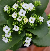 White Kalanchoe Flower seeds for Planting - Low Maintenance, Heirloom & GMO Free Seeds for Home Garden