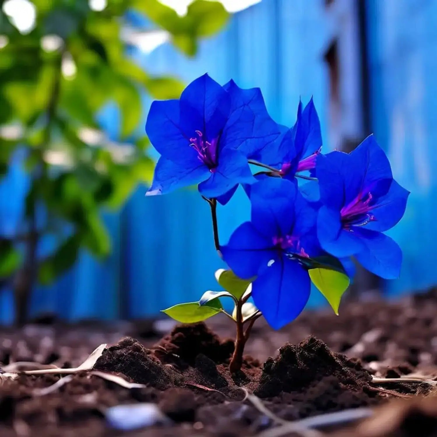 Blue Bougainvillea Flower seeds for Planting Pollinator Friendly Heirloom & GMO Free Seeds for Home Garden