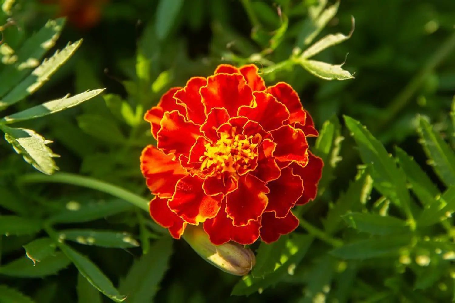 Green Marigold Flower seeds for Planting - Vibrant Colors, Heirloom & GMO Free Seeds for Home Garden