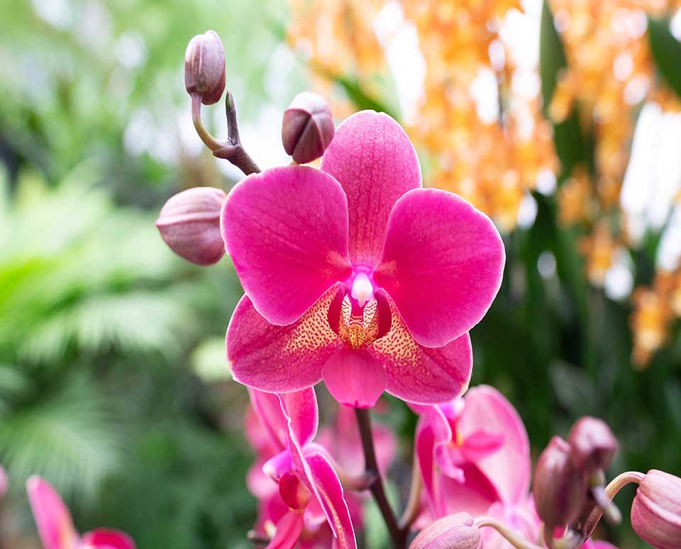 Phalaenopsis Orchid Flower seeds for Planting Colorful Display Heirloom & GMO Free Seeds for Home Garden