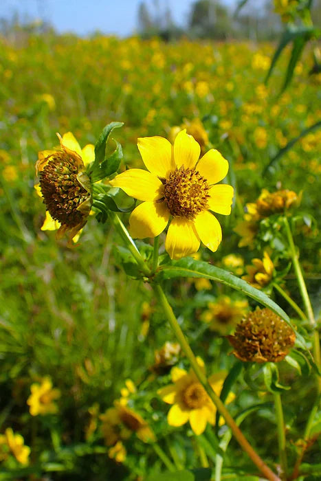 Bidens Cernua Flower seeds for Planting Cut Flower Favorite Heirloom & GMO Free Seeds for Home Garden