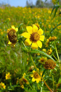 Bidens Cernua Flower seeds for Planting Cut Flower Favorite Heirloom & GMO Free Seeds for Home Garden