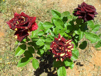 Non-GMO Abracadabra Flower Seeds for Gardening