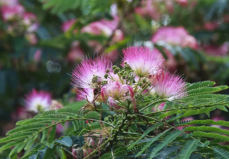 Non-GMO Acacia Flower Seeds for Gardening