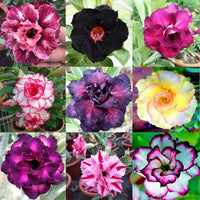 Non-GMO Adenium Flower Seeds for Easy Gardening