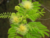Non-GMO Albizia Cream Flower Seeds for Gardening