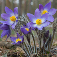 Non-GMO Anemone Pulsatilla Violet Seeds