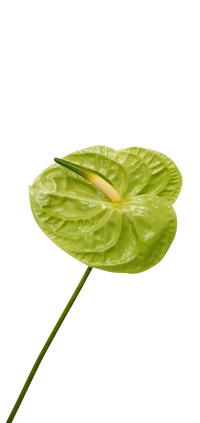 Non-GMO Green Anthurium Linden Seeds for Home Gardening