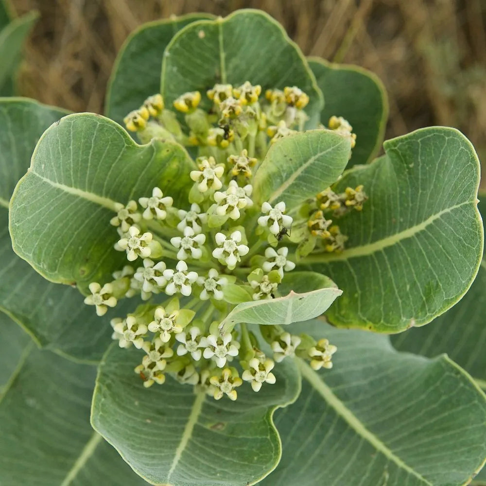 Non-GMO Asclepias Arenaria Seeds