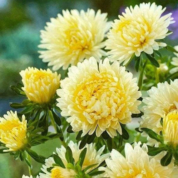 Premium Non-GMO Yellow Aster Seeds