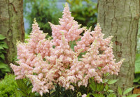 Non-GMO Astilbe Seeds for Home Gardening