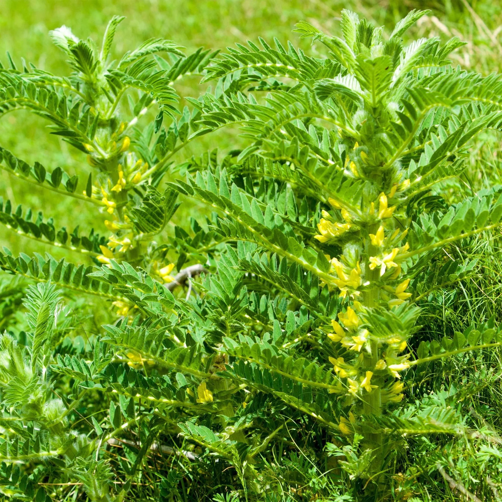 Yellow Astragalus Flower seeds for Planting - Wildflower Mix, Heirloom & GMO Free Seeds for Home Garden