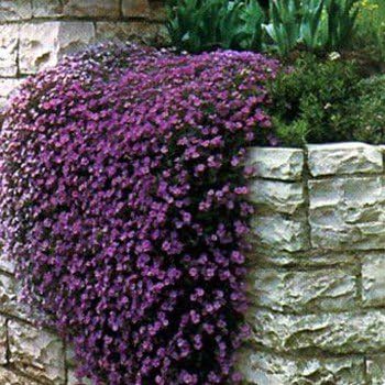 Non-GMO Aubrieta Flower Seeds