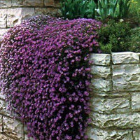 Non-GMO Aubrieta Flower Seeds