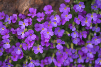 Non-GMO Aubrieta Violet Flower Seeds for Gardening