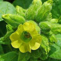 Non-GMO Aztec Nicotiana flower seeds for ornamental borders