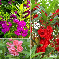 Non-GMO Balsam Camellia Violet Seeds for Gardening