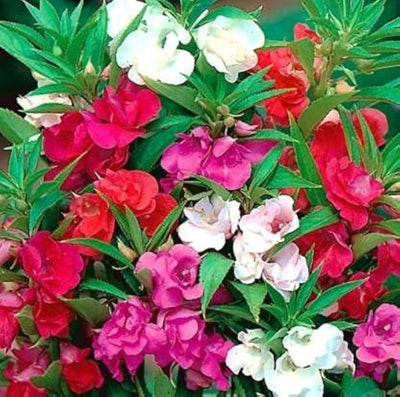 100 Pcs