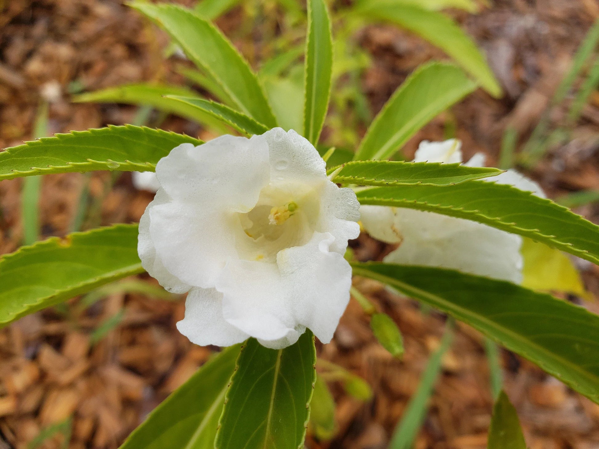 Non Gmo Balsam Seeds