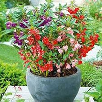 Non-GMO Mixed Balsam Seeds for Gardening