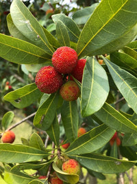 Non-GMO Bayberry seeds for easy growth