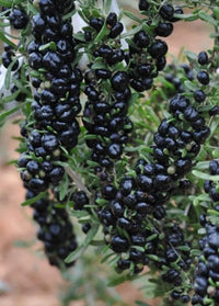 Non-GMO black goji seeds for antioxidant-rich planting