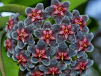 Non-GMO Black Hoya Flower Seeds