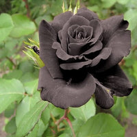 Non-GMO Black Rose Seeds for Home Gardening