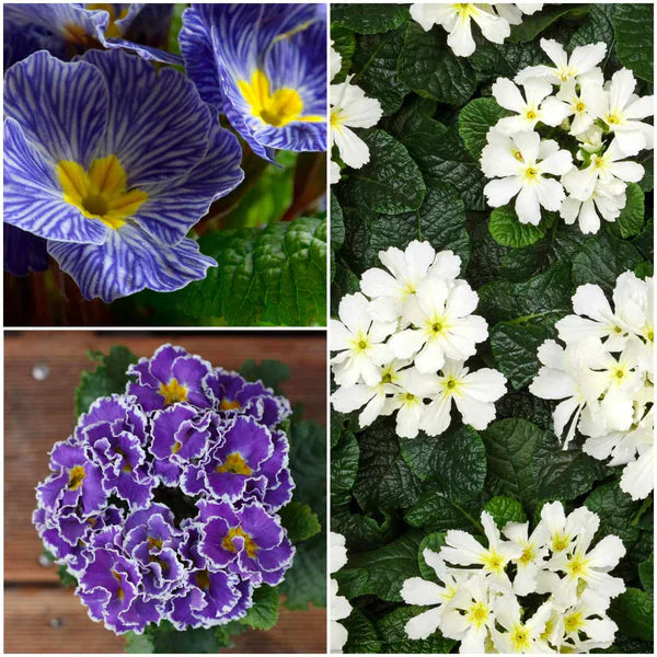 Non-GMO Blue Evening Primrose Flower Seeds