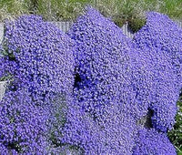 Non-GMO Blue Oxalis Laciniata Seeds for Gardening