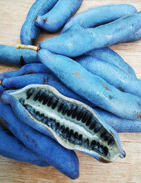 Blue Sausage Fruit Seeds for Planting  Premium Quality
