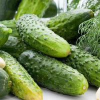 Non-GMO Boston Decapaggio cucumber seeds