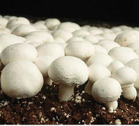 Non GMO brown mushroom seeds for planting