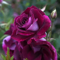 Burgundy Rose Planting Seeds Flower