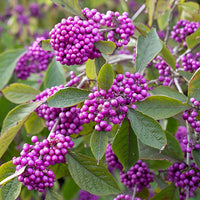 Non Gmo Callicarpa Violet Seeds