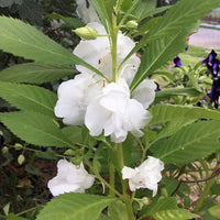 Non-GMO White Camellia Seeds for Gardening