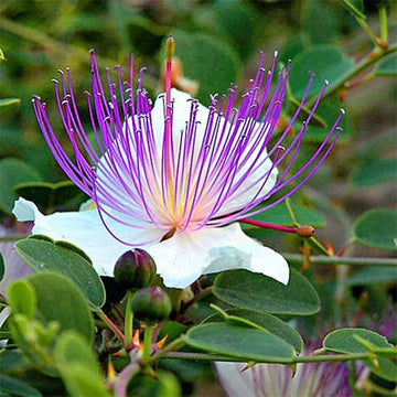 Non-GMO caper seeds Flinders Rose edible buds and flowers