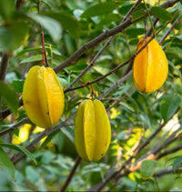 Non-GMO carambola seeds for tropical planting