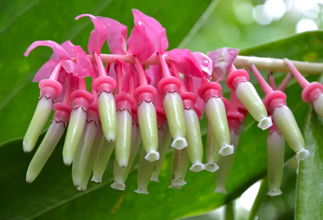 Non-GMO Cavendishia Grandifolia Flower Seeds