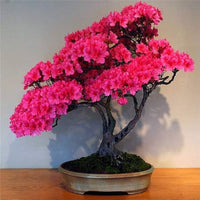 Non-GMO Cerasus Pink Flower Seeds for Gardening